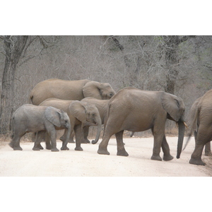 照片 南非(South Africa) 克鲁格国家公园(Kruger National Park) 萨布尔河(Sable River) 2008-09 52