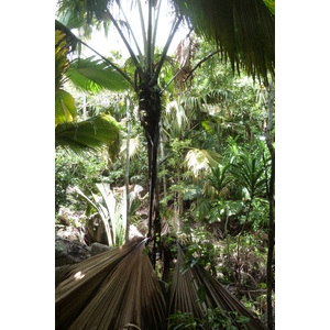 照片 塞舌尔(Seychelles) 五月谷(Vallee de Mai) 2011-10 6
