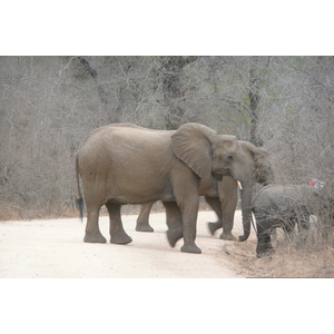 照片 南非(South Africa) 克鲁格国家公园(Kruger National Park) 萨布尔河(Sable River) 2008-09 65