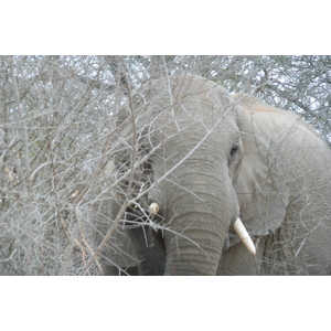 照片 南非(South Africa) 克鲁格国家公园(Kruger National Park) 萨布尔河(Sable River) 2008-09 68