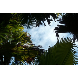 照片 塞舌尔(Seychelles) 五月谷(Vallee de Mai) 2011-10 20