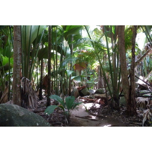 照片 塞舌尔(Seychelles) 五月谷(Vallee de Mai) 2011-10 12