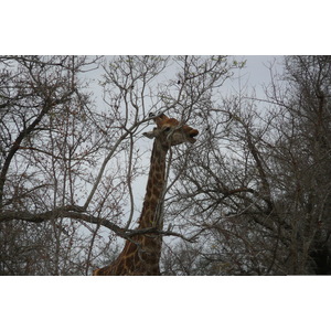 照片 南非(South Africa) 克鲁格国家公园(Kruger National Park) 萨布尔河(Sable River) 2008-09 46