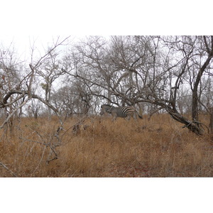 照片 南非(South Africa) 克鲁格国家公园(Kruger National Park) 2008-09 158
