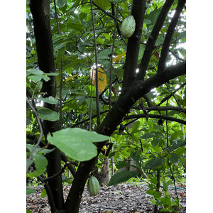 照片 新加坡(Singapore) 新加坡植物园(Singapore Botanic Gardens) 2023-01 82