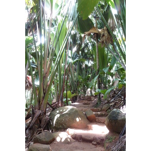 照片 塞舌尔(Seychelles) 五月谷(Vallee de Mai) 2011-10 5