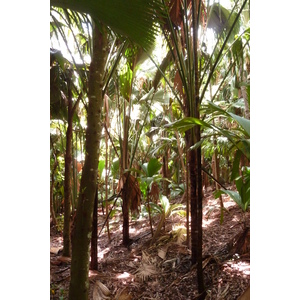 照片 塞舌尔(Seychelles) 五月谷(Vallee de Mai) 2011-10 22