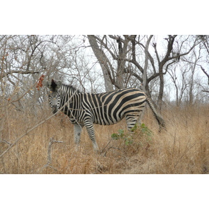 照片 南非(South Africa) 克鲁格国家公园(Kruger National Park) 2008-09 41
