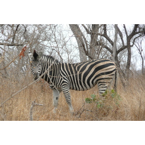 照片 南非(South Africa) 克鲁格国家公园(Kruger National Park) 2008-09 23