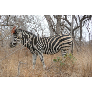 照片 南非(South Africa) 克鲁格国家公园(Kruger National Park) 2008-09 81