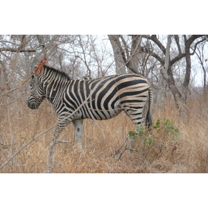 照片 南非(South Africa) 克鲁格国家公园(Kruger National Park) 2008-09 82
