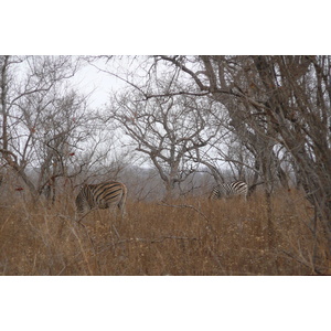 照片 南非(South Africa) 克鲁格国家公园(Kruger National Park) 2008-09 101