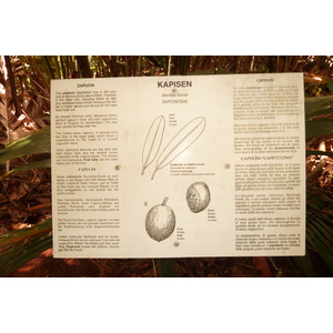 照片 塞舌尔(Seychelles) 五月谷(Vallee de Mai) 2011-10 82