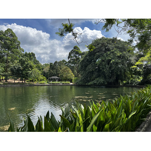 照片 新加坡(Singapore) 新加坡植物园(Singapore Botanic Gardens) 2023-01 74