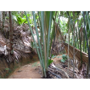 照片 塞舌尔(Seychelles) 五月谷(Vallee de Mai) 2011-10 64