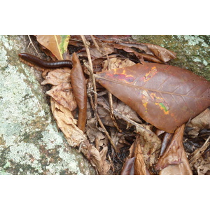 照片 塞舌尔(Seychelles) 拉迪格岛(La Digue) 2011-10 121