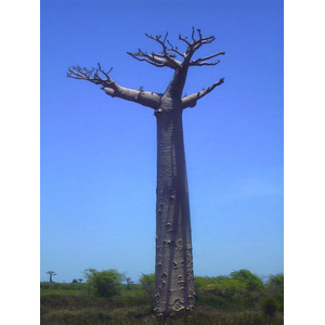 照片 马达加斯加(Madagascar) 穆龙达瓦(Morondava) 1999-10 22