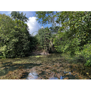 照片 新加坡(Singapore) 新加坡植物园(Singapore Botanic Gardens) 2023-01 38