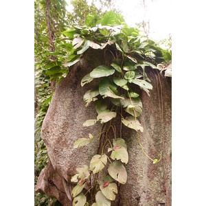 照片 塞舌尔(Seychelles) 拉迪格岛(La Digue) 2011-10 180