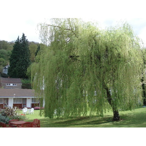 照片 英国(United Kingdom) 廷特恩(Tintern) 2006-05 60