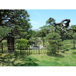 照片 日本(Japan) 东京(Tokyo) 滨离宫恩赐庭园(Hama rikyu Gardens) 2010-06 7