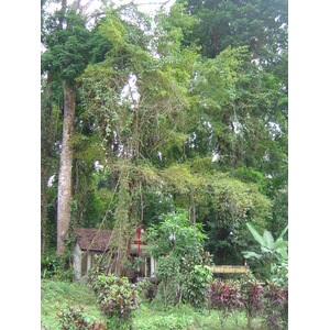 照片 泰国(Thailand) 考拉(Khao Lak) 2005-12 21