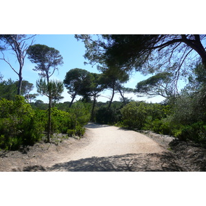 照片 法国(France) 波克罗勒岛(Porquerolles Island) 库尔塔德平原(Plaine de la courtade) 2008-05 1