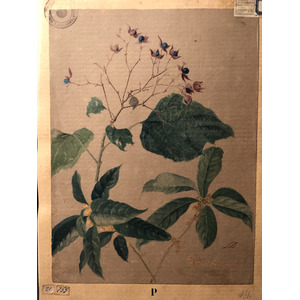 照片 意大利(Italy) 西西里岛(Sicily) 巴勒莫(Palermo) 诺曼王宫(Palazzo dei Normanni) 2020-02 149
