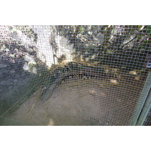照片 泰国(Thailand) 清迈(Chiang Mai) 湄沙蛇园(Mae Sa Snake Farm) 2010-12 29