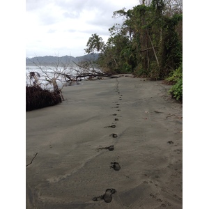 照片 哥斯达黎加(Costa Rica) 卡维塔(Cahuita) 2015-03 144