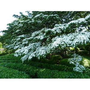 照片 日本(Japan) 东京(Tokyo) 皇居(Imperial Palace) 2010-06 90