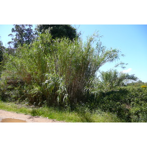 照片 法国(France) 波克罗勒岛(Porquerolles Island) 库尔塔德平原(Plaine de la courtade) 2008-05 48