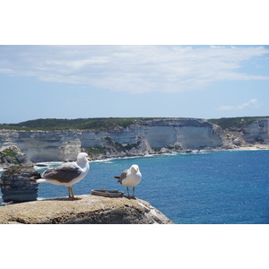 照片 法国(France) 科西嘉岛(Corsica) 博尼法乔(Bonifacio) 2017-07 53