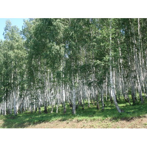 照片 俄罗斯(Russia) 乌拉尔(Ural) 2006-07 31