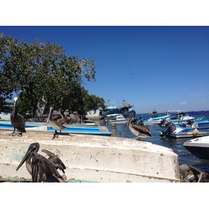 照片 哥斯达黎加(Costa Rica) 蓬塔雷纳斯(Puntarenas) 2015-03 101