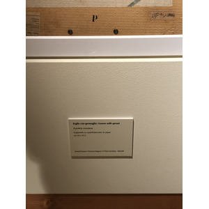 照片 意大利(Italy) 西西里岛(Sicily) 巴勒莫(Palermo) 诺曼王宫(Palazzo dei Normanni) 2020-02 55