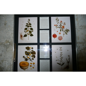 照片 法国(France) 塔拉斯孔(Tarascon) 塔拉斯孔城堡(Tarascon Castle) 2008-04 32