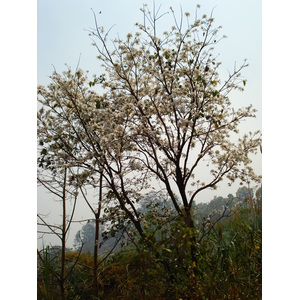 照片 泰国(Thailand) 邦玛帕至拜县公路(Pang Mapha to Pai road) 2007-02 60
