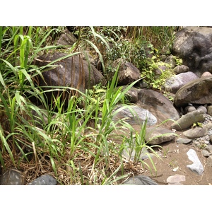 照片 哥斯达黎加(Costa Rica) 帕夸雷河(Pacuare River) 2015-03 211