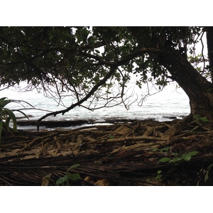 照片 哥斯达黎加(Costa Rica) 卡维塔(Cahuita) 2015-03 27