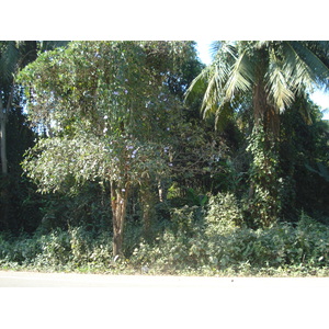 照片 泰国(Thailand) 彭世洛(Phitsanulok) 2008-01 52