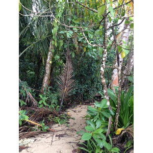 照片 哥斯达黎加(Costa Rica) 卡维塔(Cahuita) 2015-03 32