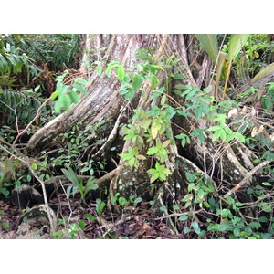 照片 哥斯达黎加(Costa Rica) 卡维塔(Cahuita) 2015-03 46
