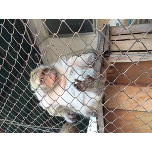 照片 泰国(Thailand) 华欣(Hua hin) 2016-01 36