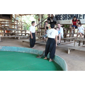 照片 泰国(Thailand) 清迈(Chiang Mai) 湄沙蛇园(Mae Sa Snake Farm) 2010-12 88