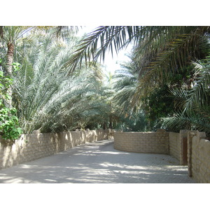 照片 阿联酋(United Arab Emirates) 艾因(Al Ain) 艾因绿洲(Al Ain Oasis) 2005-03 24