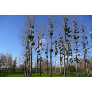 照片 法国(France) 昂布瓦斯(Amboise) 昂布瓦斯至布卢瓦公路(Amboise to blois road) 2008-04 36