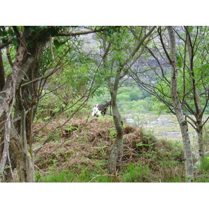 照片 爱尔兰(Ireland) 凯里郡(Kerry) 基拉尼国家公园(Killarney National Park) 2004-05 15