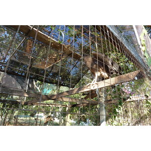 照片 泰国(Thailand) 清迈(Chiang Mai) 湄沙蛇园(Mae Sa Snake Farm) 2010-12 59