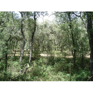照片 法国(France) 索米耶尔(Sommieres) 2006-06 127